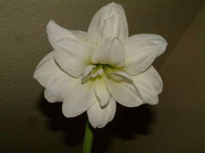 Amaryllis_weiss_Bluete-nah.JPG