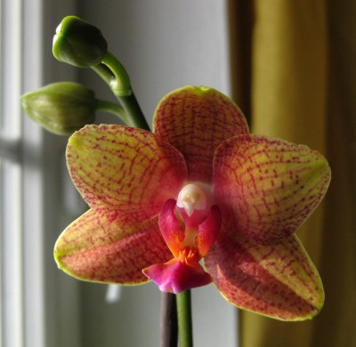 Phal_9784.jpg