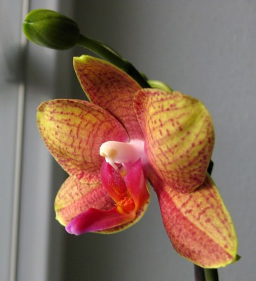Phal_9782.jpg