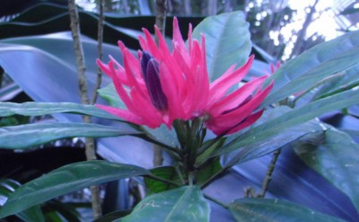 Pavonia multiflora.jpg