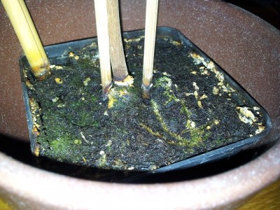 k-20120117_200951.jpg