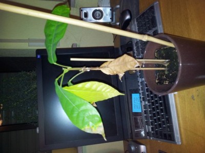 k-20120117_200913.jpg