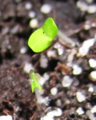 Bild green24 3 177.jpg
