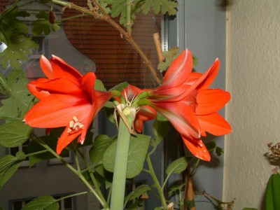 Hippeastrum_rot.JPG