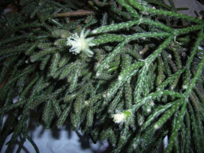RIMG0434.JPG