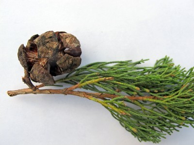 Cupressus sempervivens.JPG
