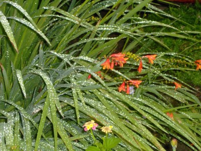 Crocosmia im Rehen.jpg