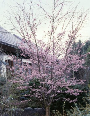 2634-Autumnalis-Rosea.jpg