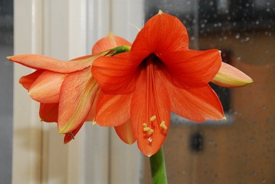 dsc_8533_Hippeastrum_desire.jpg