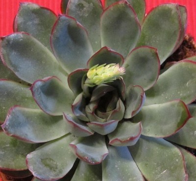 Bild green24 3 189.jpg