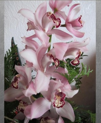 Orchidee.jpg