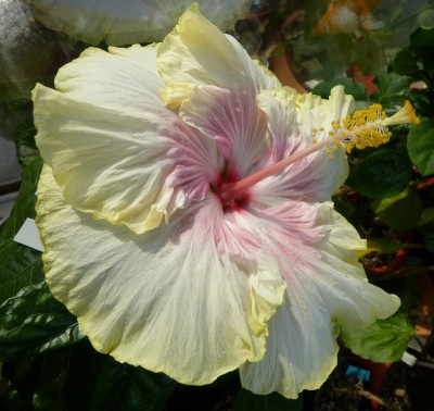 cajun Princess verkl.jpg