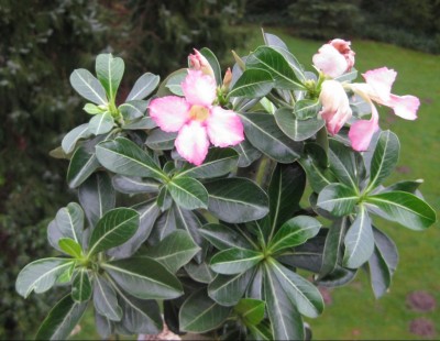 Wüsti vom 20.01.2012 (2).JPG