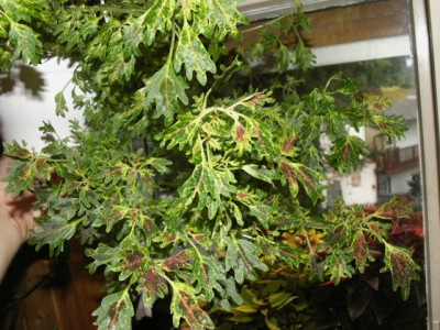 PICT1561.JPG