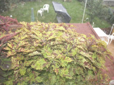 PICT1560.JPG