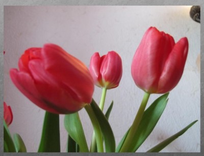 Tulpen.jpg