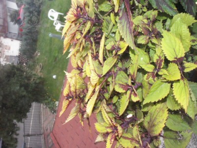 PICT1558.JPG