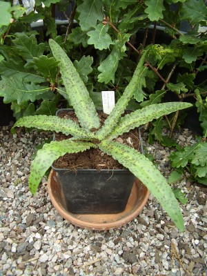 Eucomis vandermerwei (1a).jpg