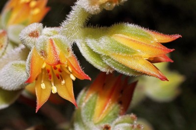 Echeveria pulvinata ´Frosty´ 2000-12 (4).jpg