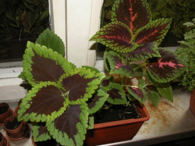 PICT1557.JPG