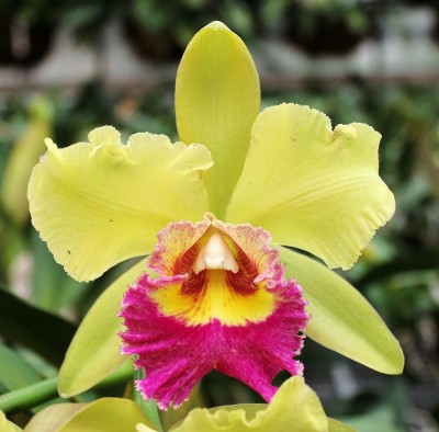 Rhyncholaeliocattleya Young Kong.jpg
