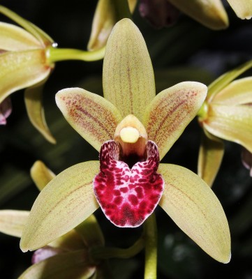 Cymbidium devonianum.jpg