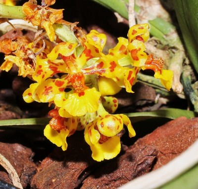 Trichocentrum nanum.jpg