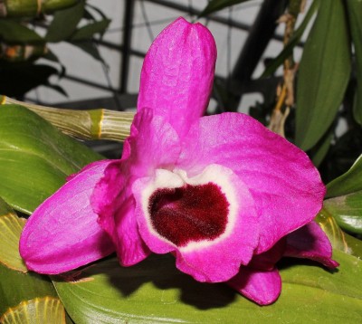 Dendrobium.jpg