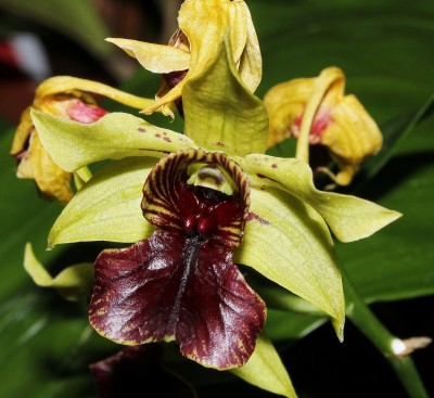 Dendrobium Little Green Apples.jpg