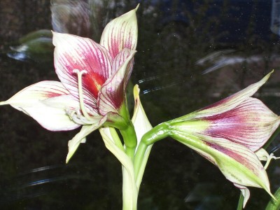 Hippeastrum_2.jpg