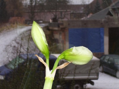 Hippeastrum_1.jpg