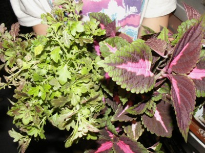 PICT1552.JPG
