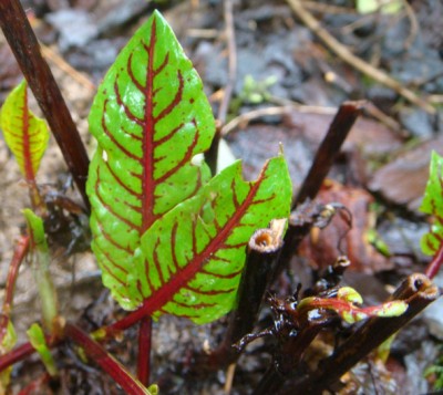 Rumex sanguineus.jpg