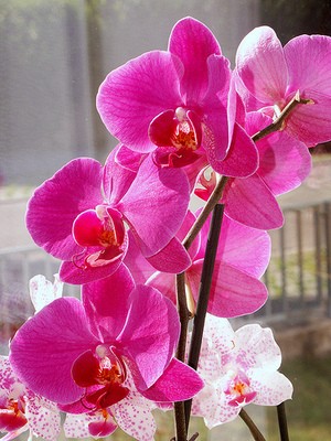 pinke_orchideenbl_te.jpg
