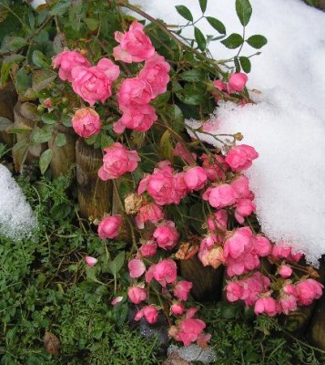 the fairyNov06.jpg