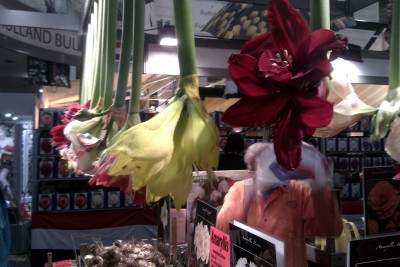 Amaryllis.jpg