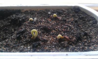 Sternfrucht 4x.jpg