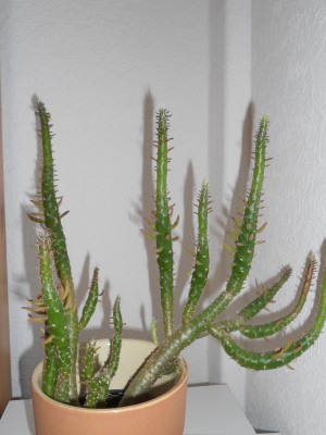 DSCN0850.JPG