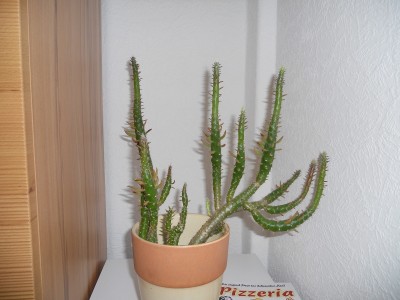 DSCN0848.JPG