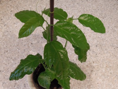 DSCN6270.jpg
