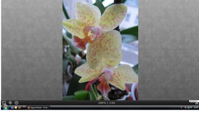 Orchidee.jpg