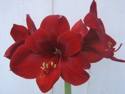 Dark Red.JPG