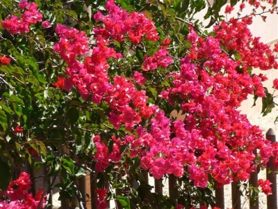 Bougainvillea III.jpg