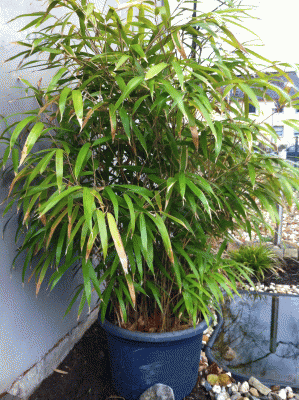 IMG_0051.gif