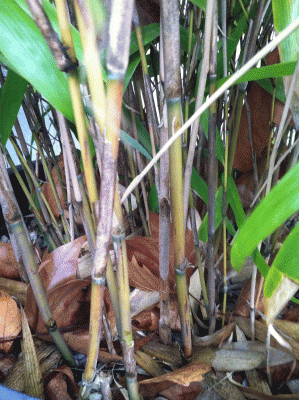 IMG_0050.gif