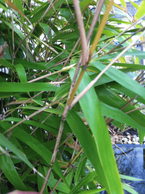 IMG_0049.gif