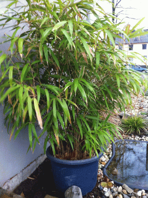 IMG_0048.gif