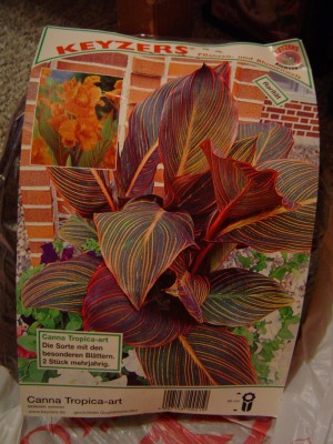 Canna.jpg