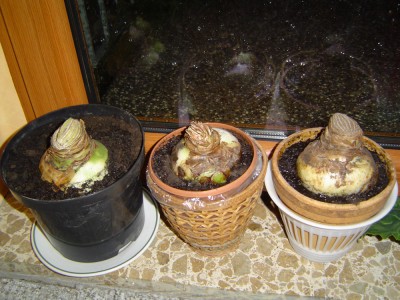 Amaryllis (Grüne Woche).jpg