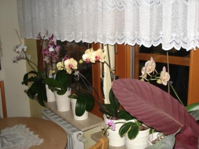 DSC00871.JPG